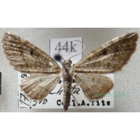 Eupithecia lanceata (Hübner, 1825) Grotnik lancetnik Czech44k